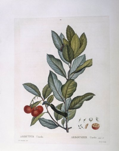 Madroño (Arbutus unedo), placa botánica por Pierre Joseph Redouté de Pierre Joseph Redouté
