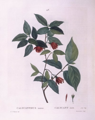 Calycanthus (Calycanthus nanus), placa botánica de Pierre Joseph Redouté de Pierre Joseph Redouté