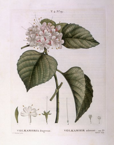 Volkameria fragrans, placa botánica de Pierre Joseph Redouté de Pierre Joseph Redouté