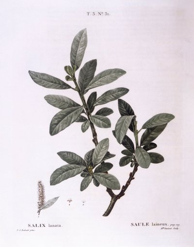 Sauce (Salix lanata), placa botánica de Pierre Joseph Redouté de Pierre Joseph Redouté