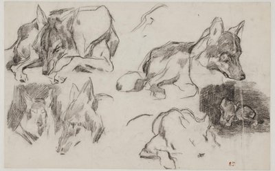 Estudios de perros marroquíes de Pierre Andrieu