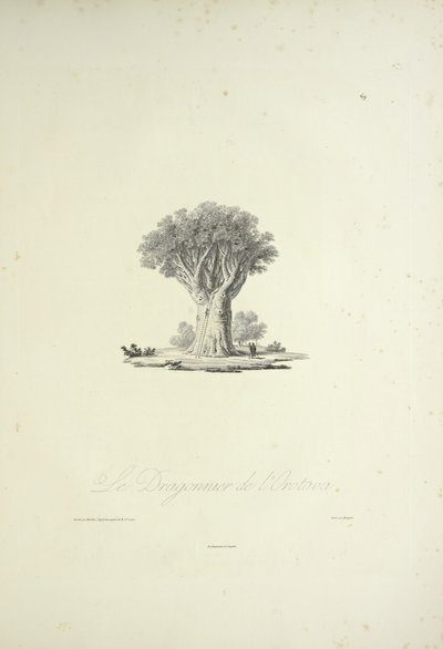 El árbol del dragón de Orotava, grabado por Bouquet, ilustración de 