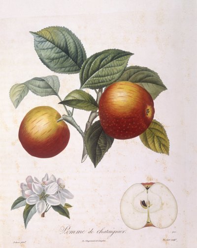 Manzana "Pomme de chataignier", placa botánica de Pierre Antoine Poiteau de Pierre Antoine (after) Poiteau