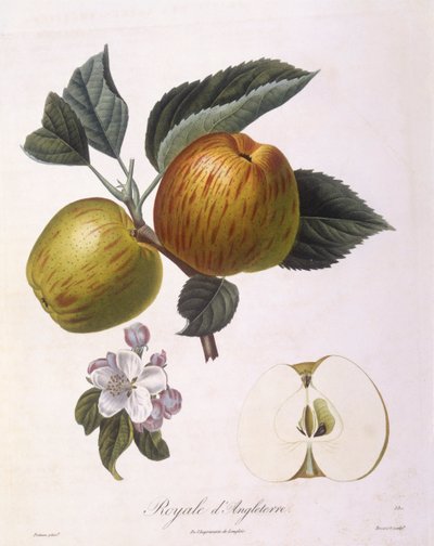 Manzana "Royale d