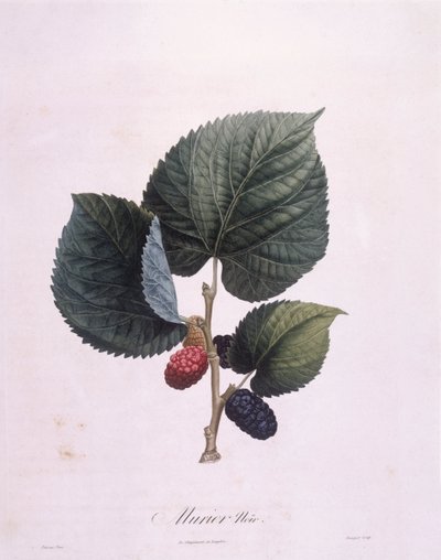 Morera negra (Morus nigra), placa botánica de Pierre Antoine Poiteau de Pierre Antoine (after) Poiteau