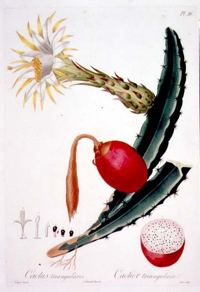 Cactus Triangularis, placa 26 de 
