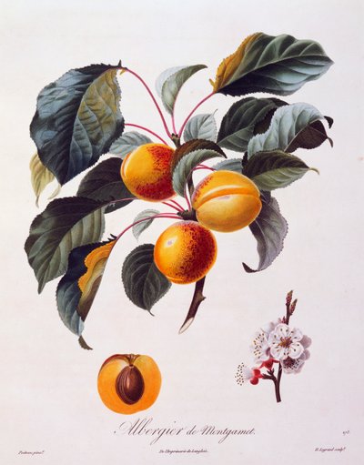 Frutas y flores de albaricoque Albergier De Montgamet, alrededor de 1846, grabado coloreado por Pierre-Antoine Poiteau de Pomologie Francaise, Francia de Pierre Antoine (after) Poiteau
