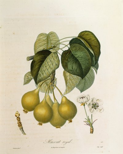 Albaricoque Real Muscat por Antoine Poiteau de Pierre Antoine (after) Poiteau
