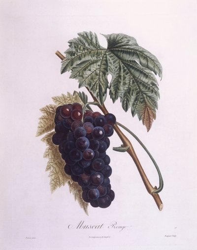 Vid de uva moscatel (Vitis vinifera), placa botánica por Pierre Antoine Poiteau de Pierre Antoine (after) Poiteau