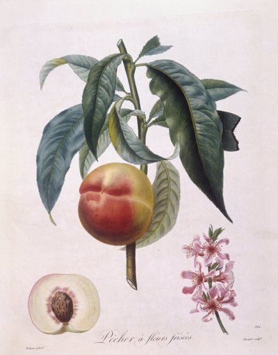 Durazno (Prunus persica batsch), Henry Louis Duhamel du Monceau, lámina botánica por Pierre Antoine Poiteau de Pierre Antoine (after) Poiteau