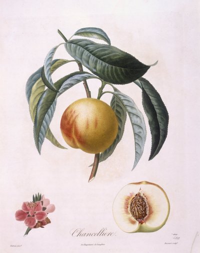 Durazno "Chancelliere", placa botánica de Pierre Antoine Poiteau de Pierre Antoine (after) Poiteau