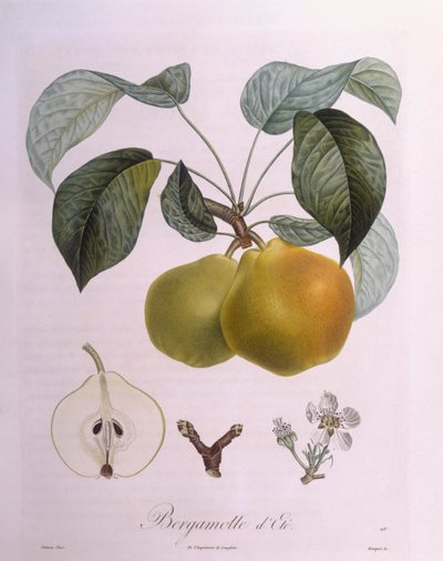 Pera "Bergamota" Henry Louis Duhamel du Monceau, lámina botánica por Pierre Antoine Poiteau de Pierre Antoine (after) Poiteau