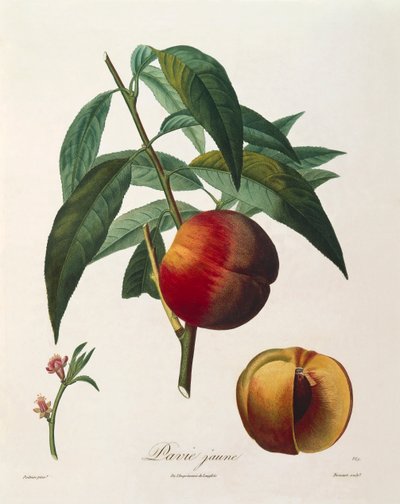 Durazno amarillo (Pavie Jaune) por Antoine Poiteau de Pierre Antoine (after) Poiteau