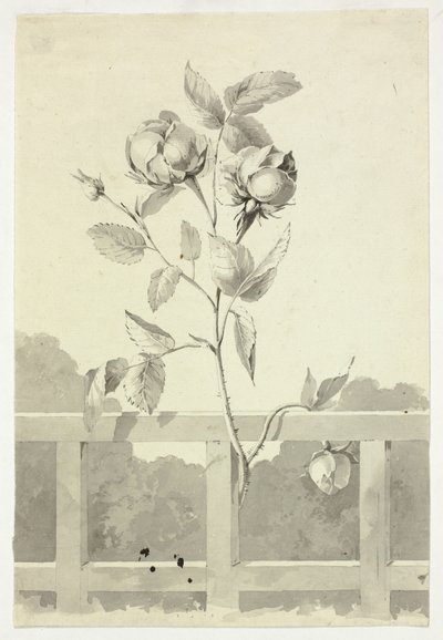 Rosa de Pierre Antoine Mongin