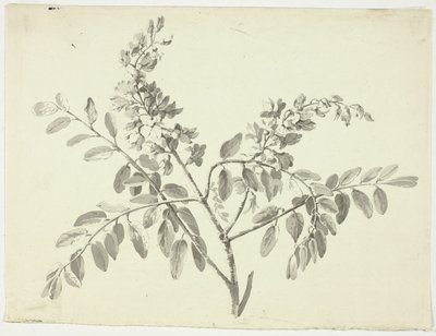 La rama en flor de Pierre Antoine Mongin
