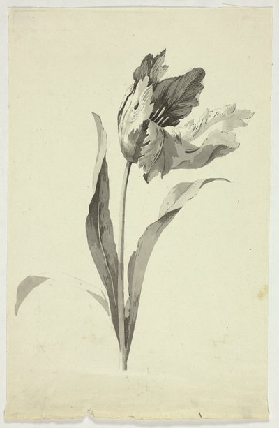 Tulipán de Pierre Antoine Mongin