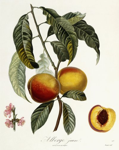 Alberge amarillo de Pierre Antoine Poiteau