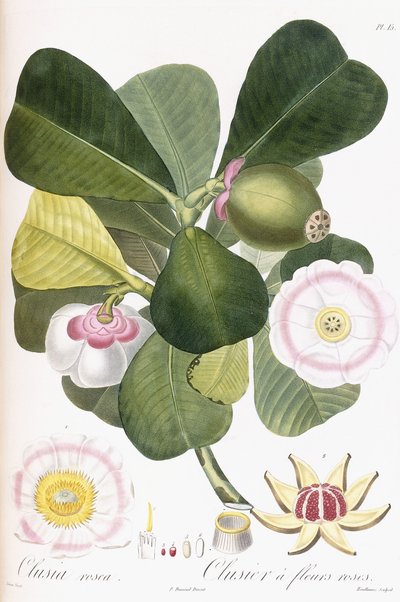 Clusia rosea, Clusier a flores rosas, 1808-1828 de Pierre Antoine Poiteau