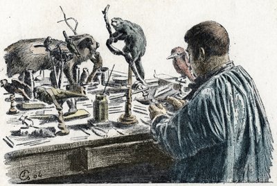 Taxidermia: Un taxidermista diseca animales en su taller Grabado de Excursion a travers les metiers" de Pierre Calmette Collection privee de Pierre Calmettes
