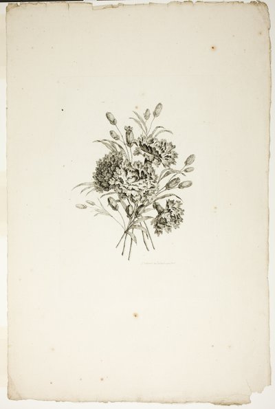 Ramo con claveles, de la Colección de Diferentes Ramos de Flores, inventado y dibujado por Jean Pillement y grabado por P. C. Canot de Pierre Charles Canot