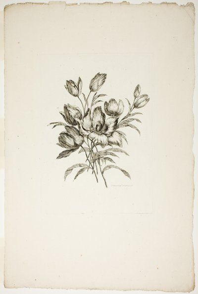 Ramo con tulipanes, de la colección de diferentes ramos de flores, inventado y dibujado por Jean Pillement y grabado por P. C. Canot de Pierre Charles Canot