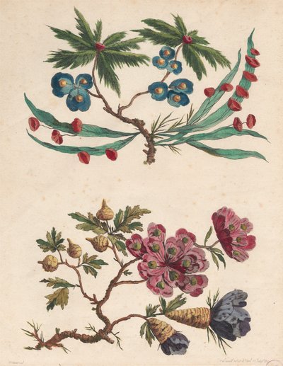 Dos ramilletes de flores imaginarias de Pierre Charles Canot