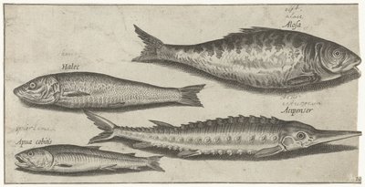 Sábalo, esturión, eperlano y arenque Pesca (título de la serie) Iconos de Piscium vivae (título de la serie) de Pierre Firens