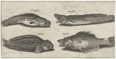 Bacalao a la horquilla, mero, blenio cornudo y pescado negro Pesca (título de la serie) Iconos de Piscivm vivae (título de la serie) de Pierre Firens