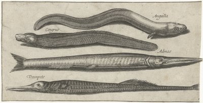 Aguja, pez pipa, anguila y una anguila Pesca (título de la serie) Iconos de Piscium vivae (título de la serie) de Pierre Firens