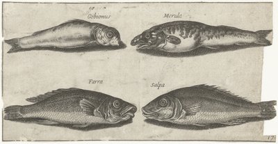 Gobio, bogo, pescadilla y otro pez Pesca (título de la serie) Iconos de Piscivm vivae (título de la serie) de Pierre Firens