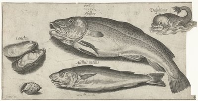 Bacalao, pescadilla, delfín y conchas Pesca (título de la serie) Iconos de Piscium vivae (título de la serie) de Pierre Firens