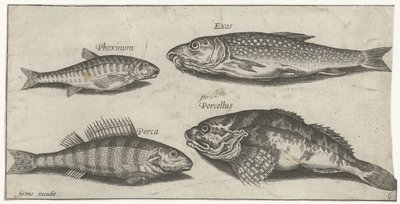 Carpa, pececillo, bagre y una perca Pesca (título de la serie) Iconos de Piscium vivae (título de la serie) de Pierre Firens