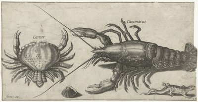 Langosta, cangrejo, salamandra y concha Pesca (título de la serie) Iconos de Piscium vivae (título de la serie) de Pierre Firens