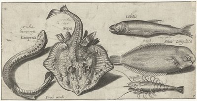 Raya, lamprea de mar, camarones y otros dos peces Pesca (título de la serie) Iconos de Piscivm vivae (título de la serie) de Pierre Firens