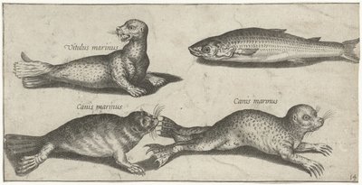 Dos focas, un león marino y un salmonete Pesca (título de la serie) Iconos de Piscivm vivae (título de la serie) de Pierre Firens