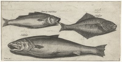 Lubina, lenguado y salmón Pesca (título de la serie) Iconos de Piscium vivae (título de la serie) de Pierre Firens