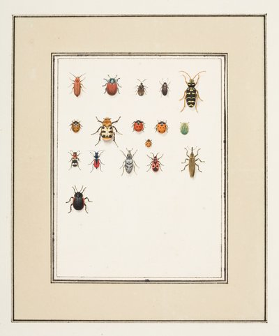 Escarabajos, c.1755-65 (acuarela sobre papel) de Pierre Francois Ledoulx