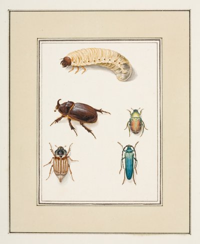 Escarabajos, c.1755-65 (acuarela sobre papel) de Pierre Francois Ledoulx