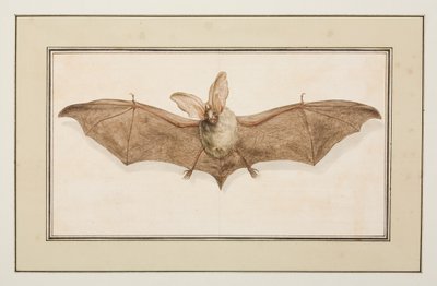 Murciélago orejudo pardo, c.1755-65 (acuarela sobre papel) de Pierre Francois Ledoulx