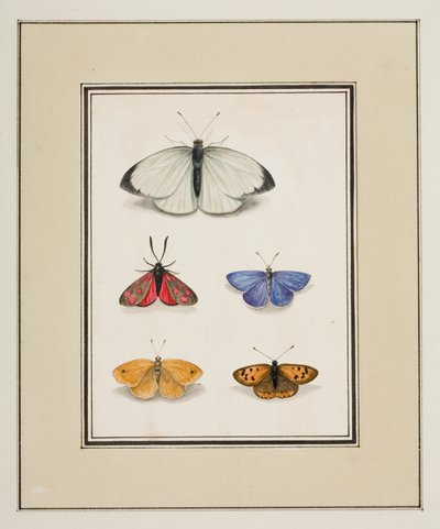 Mariposas, c.1755-65 (acuarela sobre papel) de Pierre Francois Ledoulx