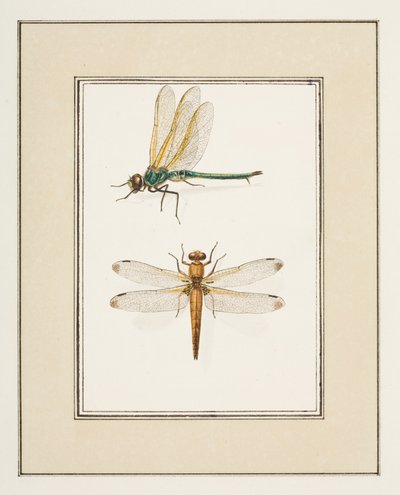 Libélulas, c.1755-65 (acuarela sobre papel) de Pierre Francois Ledoulx