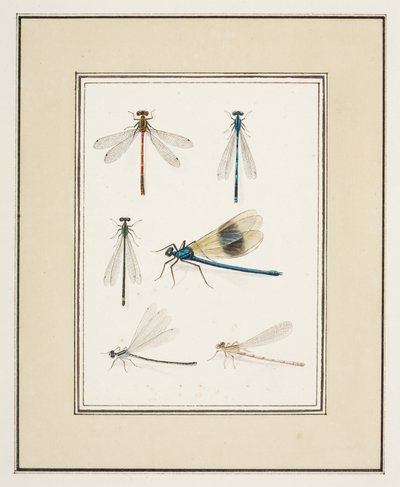Libélulas, c.1755-65 (acuarela sobre papel) de Pierre Francois Ledoulx