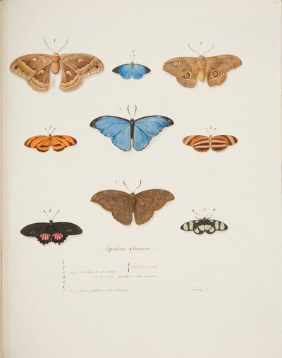 Mariposas extranjeras, c.1755-65 (acuarela sobre papel) de Pierre Francois Ledoulx