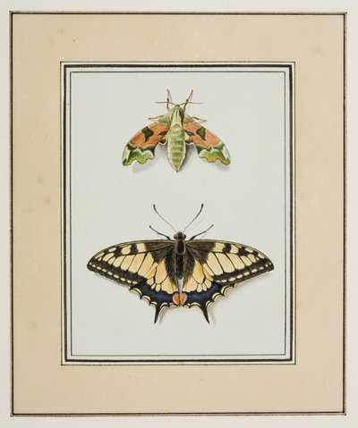 Polilla halcón y mariposa cola de golondrina del Viejo Mundo, c.1755-65 (acuarela sobre papel) de Pierre Francois Ledoulx