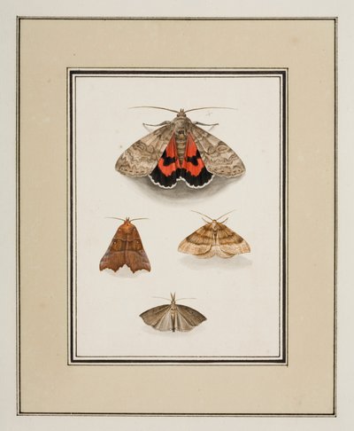 Polillas, c.1755-65 (acuarela sobre papel) de Pierre Francois Ledoulx