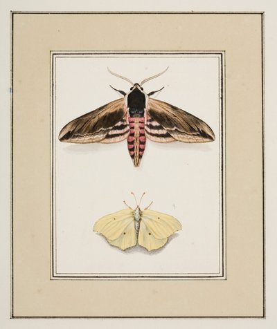 Polilla del aligustre y azufre común, c.1755-65 (acuarela sobre papel) de Pierre Francois Ledoulx