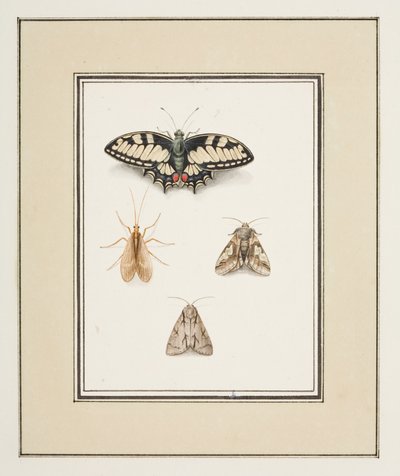 Mariposa cola de golondrina, mosca de mayo y dos polillas, c.1755-65 (acuarela sobre papel) de Pierre Francois Ledoulx