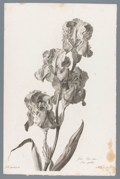 Lirio de Dalmacia
Iris bleu-clair / Iris pallida (título en el objeto)
Fleurs dessinées d