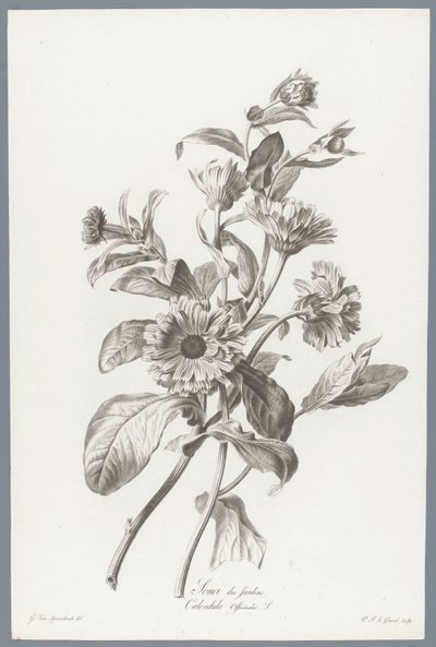 Goudsbloem
Caléndula de jardín / Calendula Officinalis L. (título del objeto)
Flores extraídas de la naturaleza (...) (título de la serie) de Pierre François Legrand
