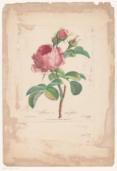 Honderdbladige roos
Rosa de cien hojas (título en el objeto) de Pierre François Legrand